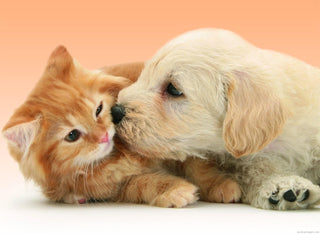 Pets