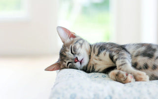 Cat Beds